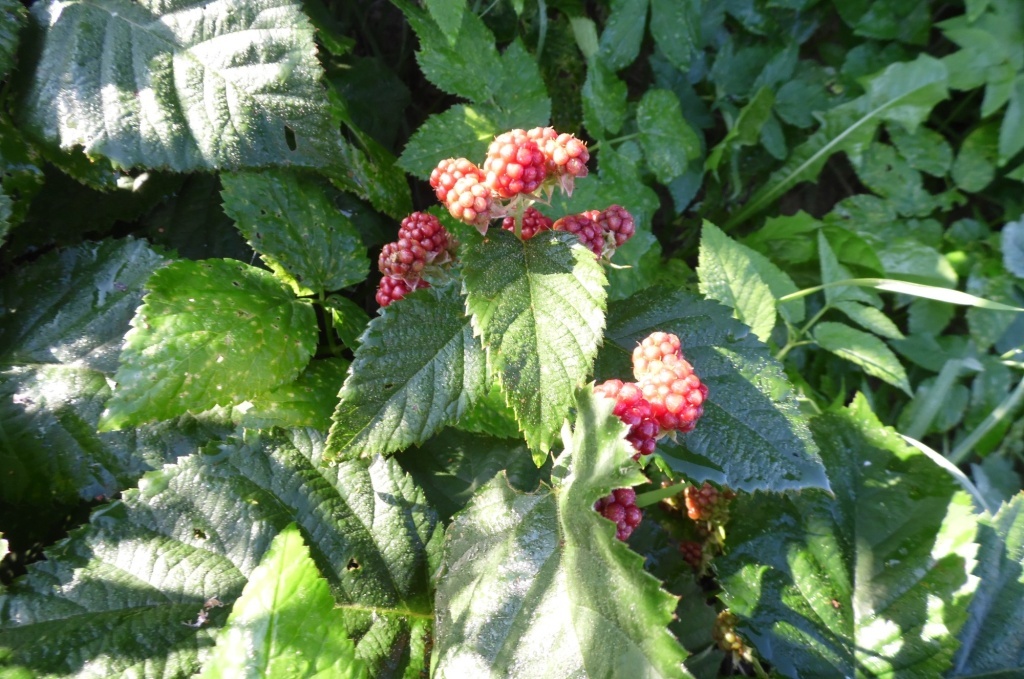 Как сделать ежевику сладкой: простые советы для садоводов