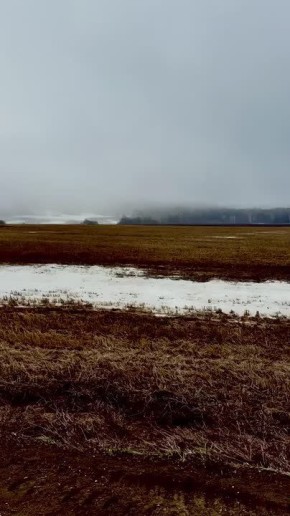 Сняли уникальный танец журавлей