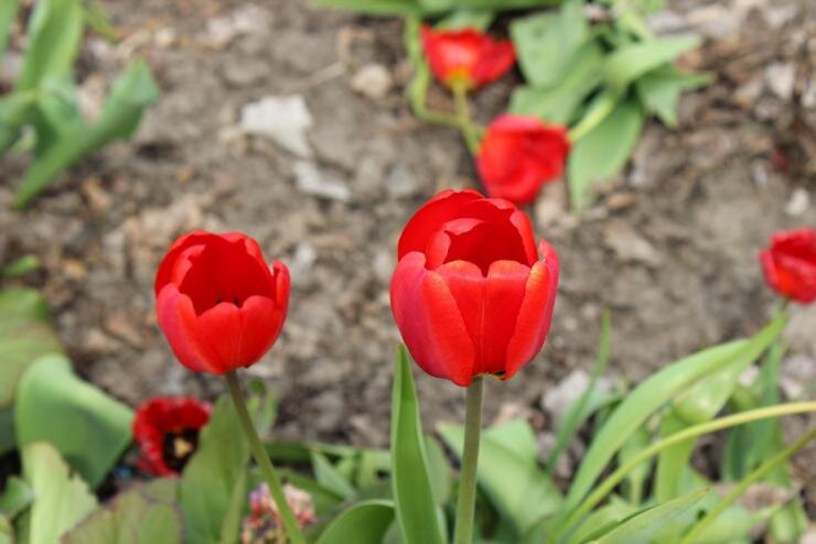 Как правильно высаживать тюльпаны осенью: советы экспертов
