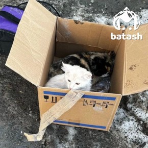 ����� ����� ��������� � ��������� ��������