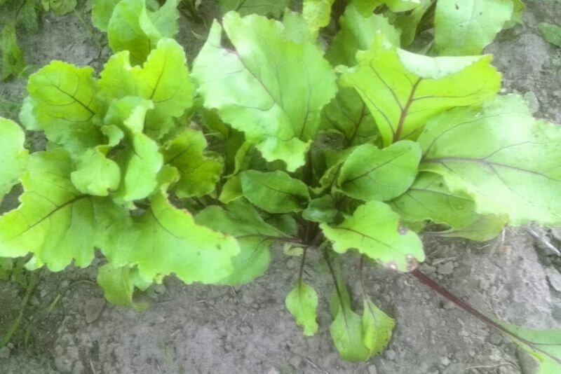 Как вырастить сладкую свеклу: секреты идеальной подкормки