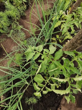 ��� ���������� ������� ������� ������ �� ����� �������