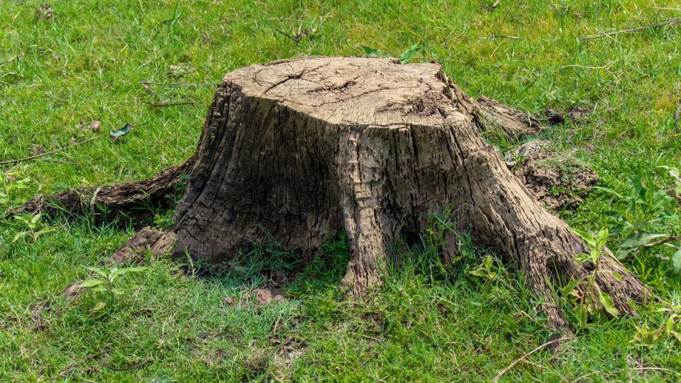 ��������� ������� � �������� ����: �������� ��� ���� ��������� �����