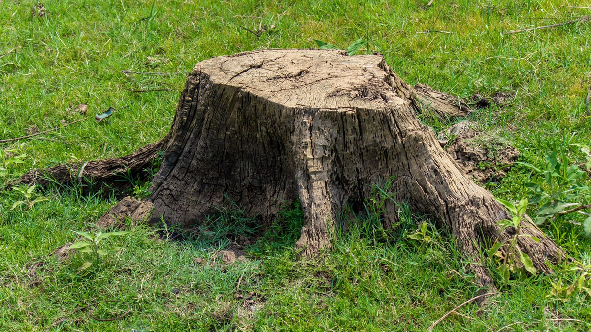 Необычные подходы к удалению пней: откройте для себя китайский метод