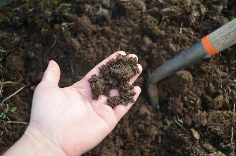 Как правильно удобрить грядки под огурцы для богатого урожая