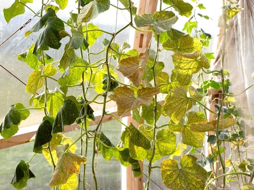 ��������� � ��������: ����������� ������ ������ �� ���� ��������