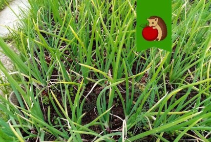 ��� ���������� ����� ������� ������ �����: ������� ��������� ����������� ����