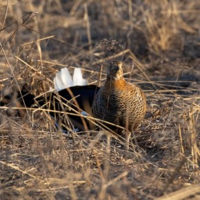Тетерева устроили бои без правил