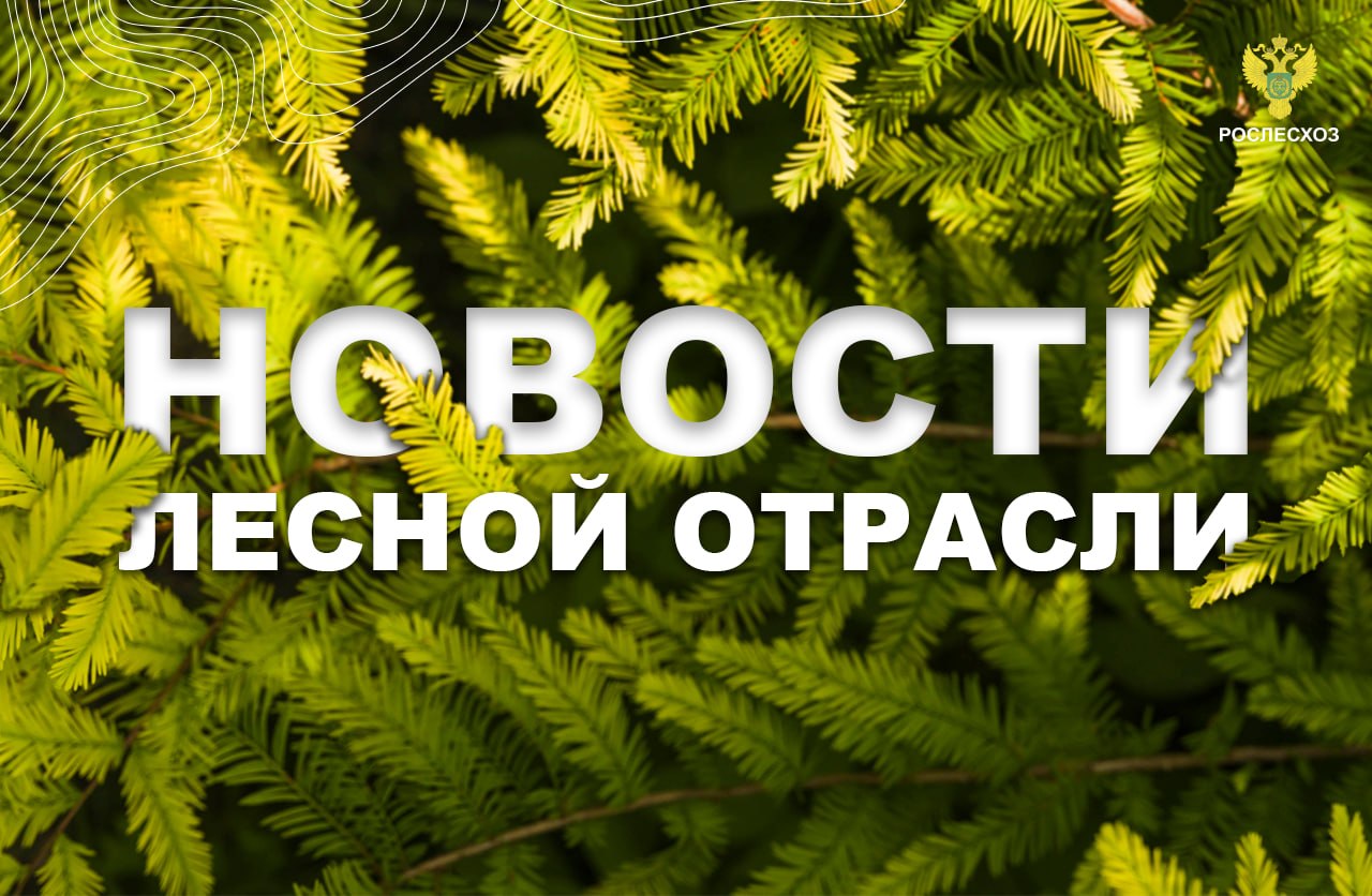 Волга Ньюс: В Самарской области увеличат сеть видеонаблюдения за лесным фондом