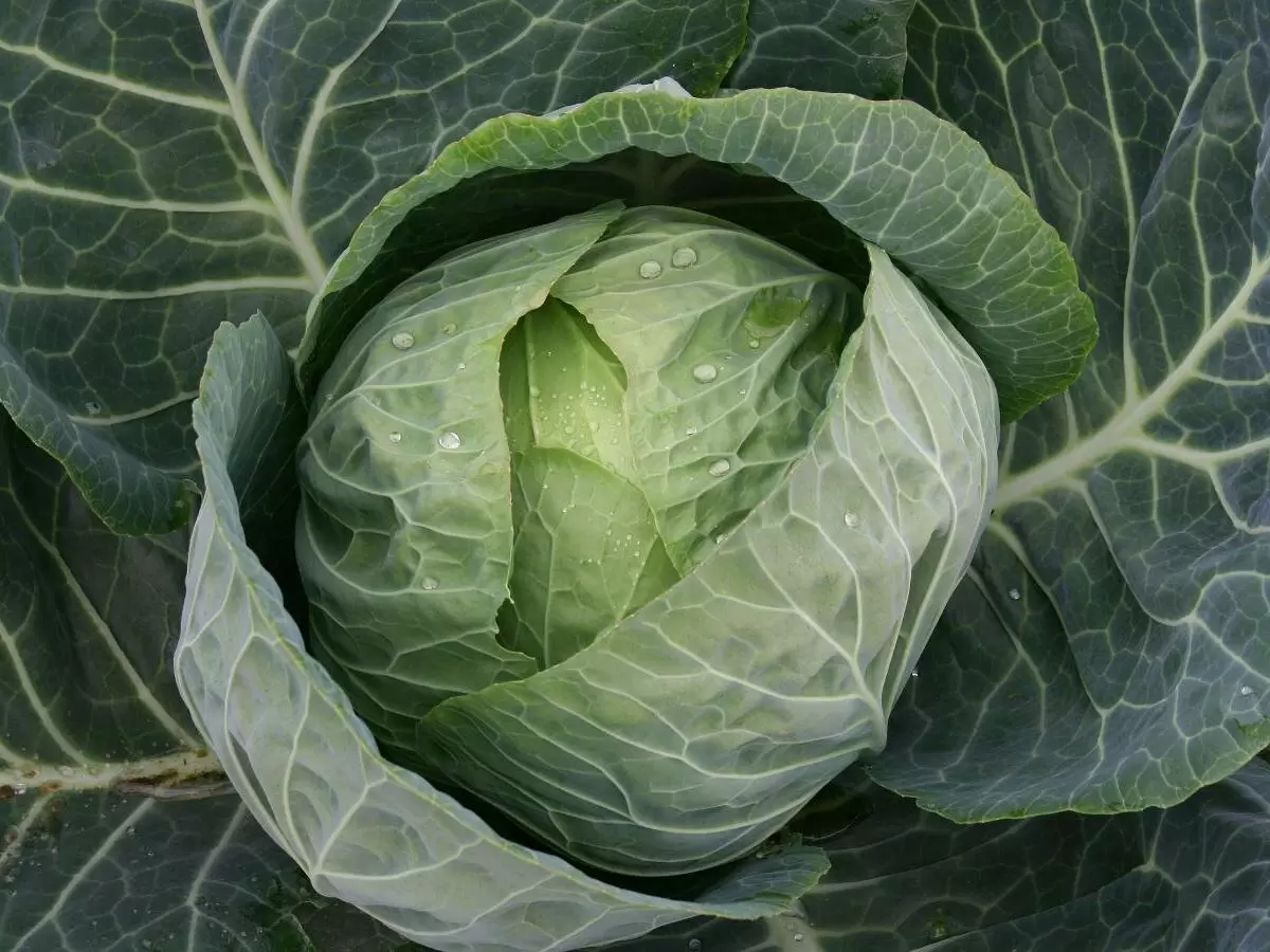 Эффективный экологический метод защиты капусты от вредителей с помощью горчицы