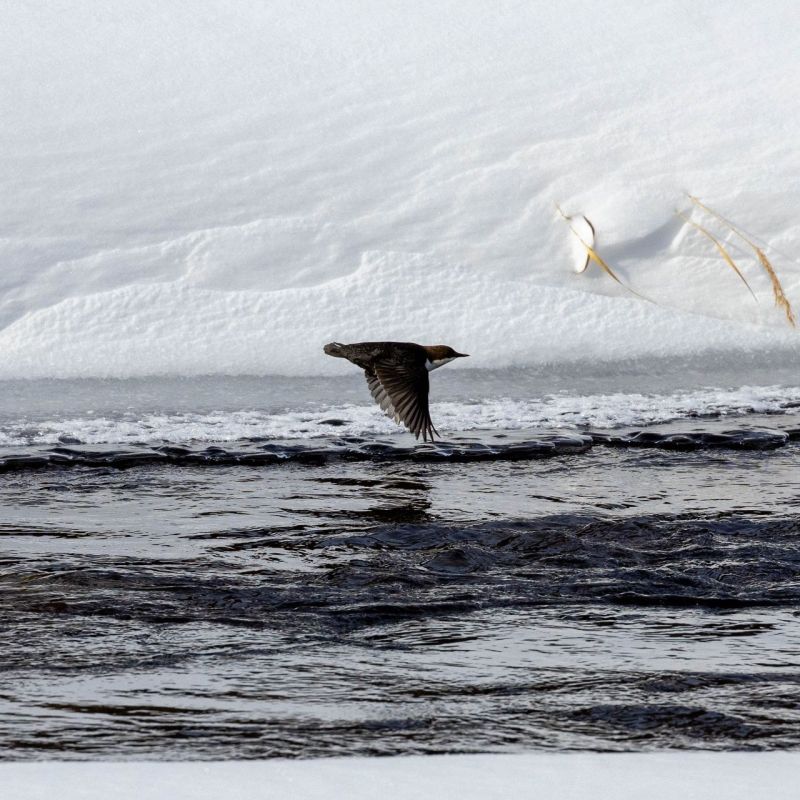 � �������� ���������� �������� ������������ ������