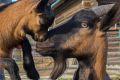 Уход за молодыми козами: что нужно знать о «девичьем» молоке