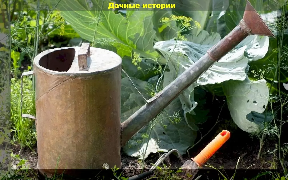 Как справиться с проблемами капусты: гниение, вредители и отсутствие кочанов