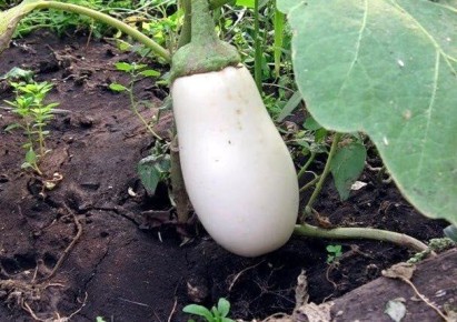 ������ ����� ����� ����������: ��������� � ��� �������� �������