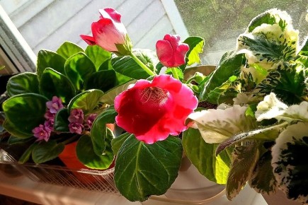 ����� � ����: ��� ��������� ��������� �� ����� � ����������� �� ���������