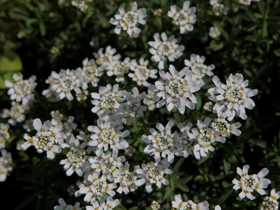 ������ ������������: ��� �������, ������� �������� ����� ����������