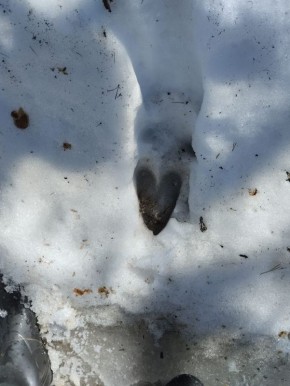 Нашли след животного в виде сердца