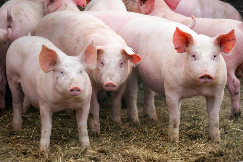 ����� �������: ��������� ������ �������� �� ����� �������