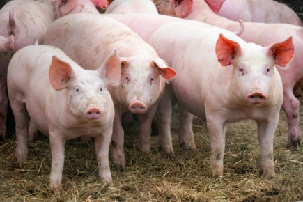 ����� �������: ��������� ������ �������� �� ����� �������