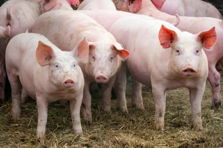 Тайны свинины: молодость против зрелости на вашей тарелке