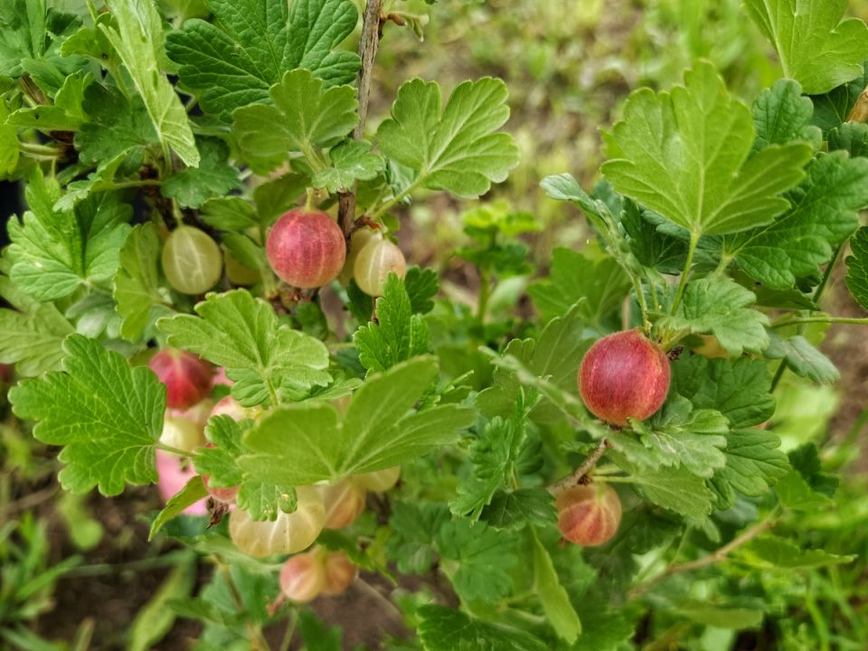 ������� ����������: ��� ����� ����� ����� ������� �����