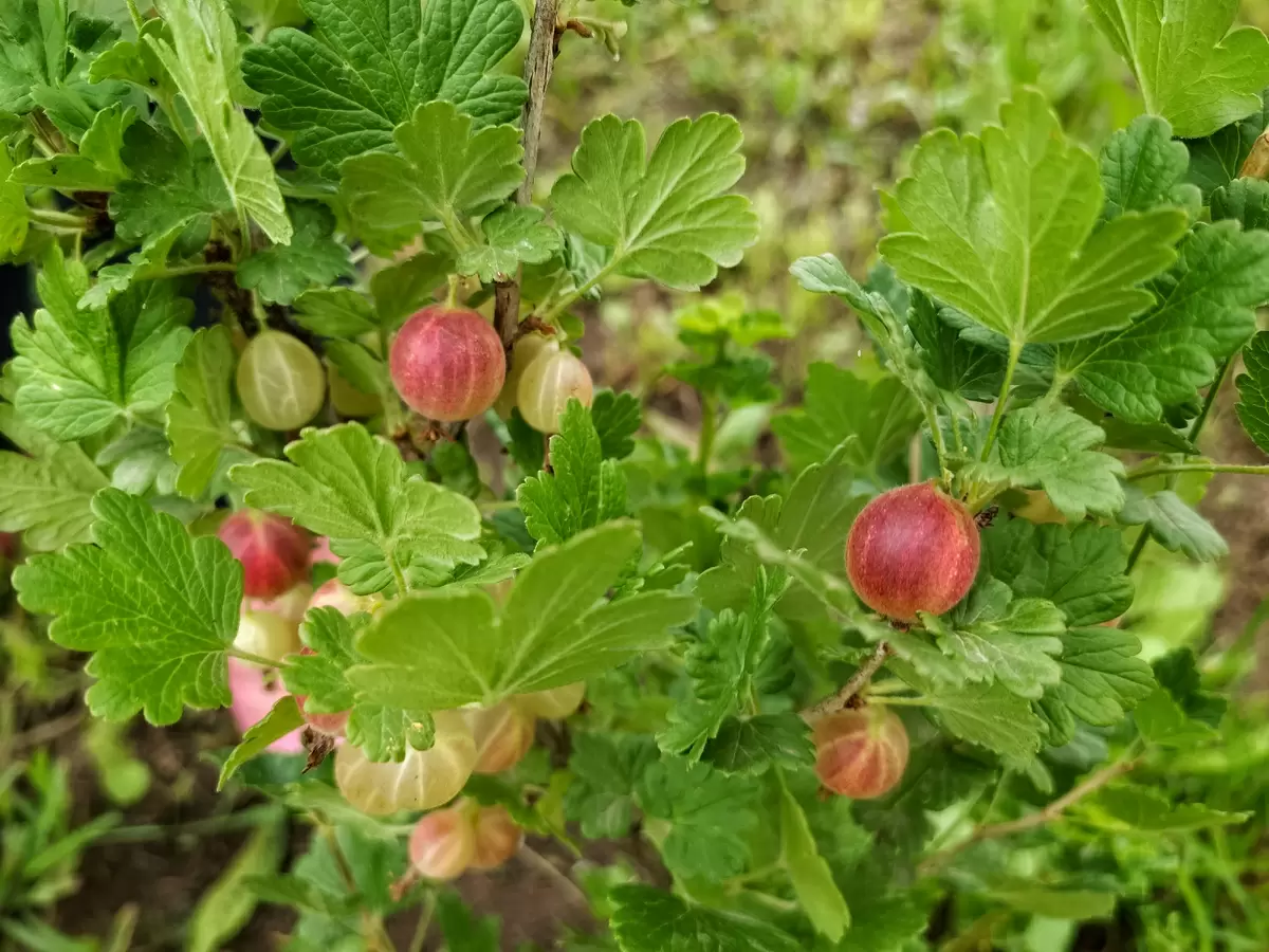 Обрезка крыжовника: что нужно знать перед началом осени