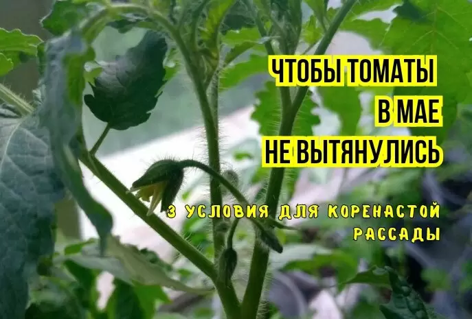 Как вырастить крепкие томаты: секреты агрономов для успешной рассады