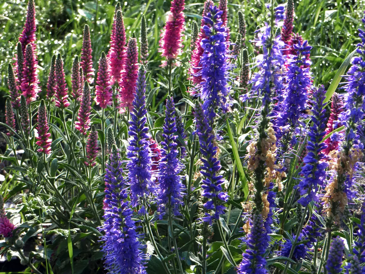 Неожиданный урожай: вероника и лаванда – вместе в одном огороде