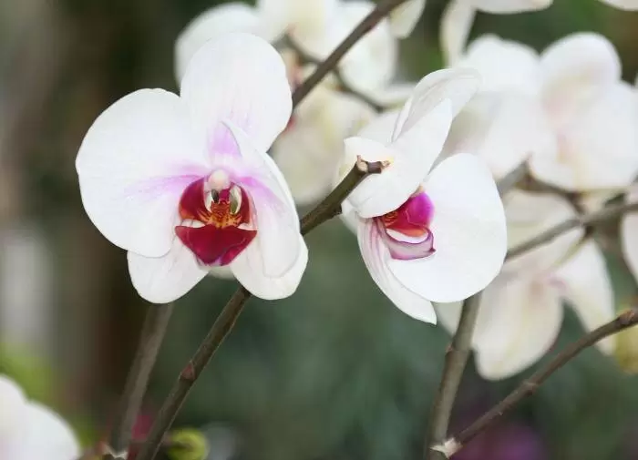 Как спасти орхидею: советы по борьбе с пожелтением листьев