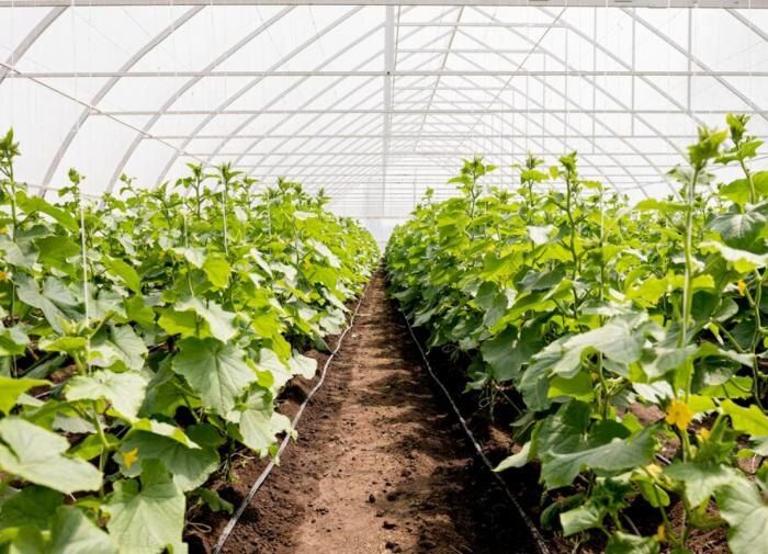 ��� ��������� ������� � ��������� ��������� �����: ������ � ������������