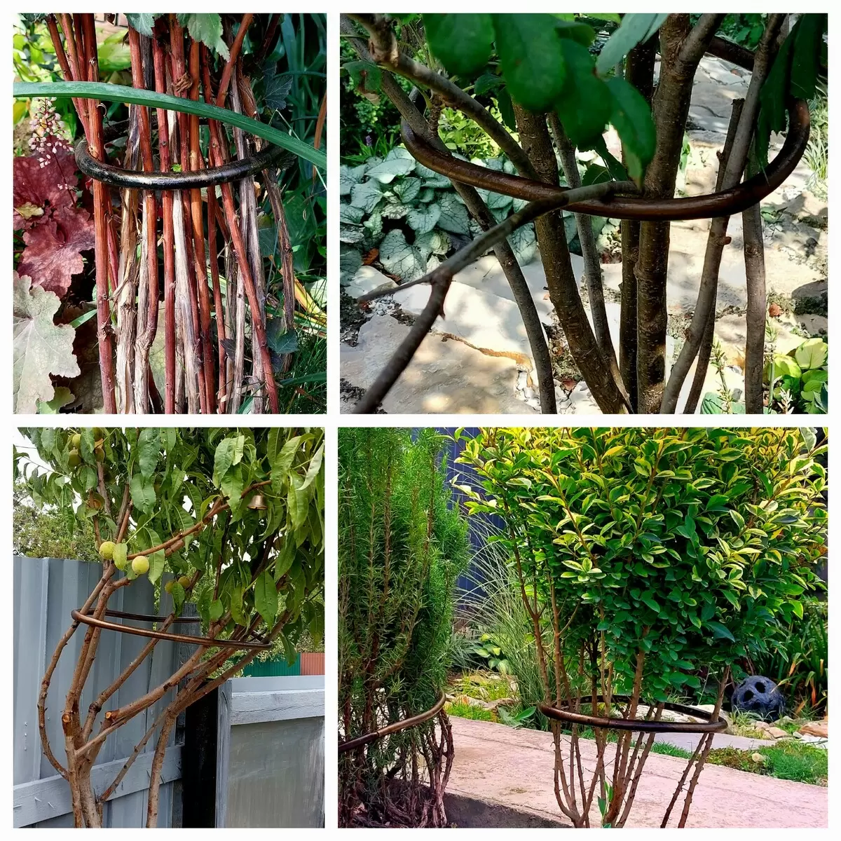 Как создать уютный сад на маленьком участке: советы по формированию растений