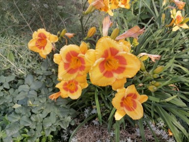 Лилейник: как создать цветущую сказку в саду