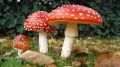 Мухомор: опасные мифы и реальные угрозы для здоровья