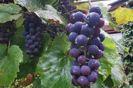 Вино и отдых: новые горизонты для сельского туризма на виноградниках