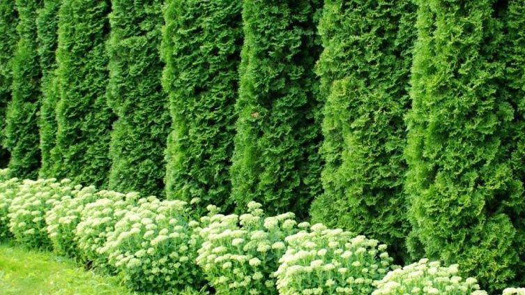 ������� ��������� ����� ��������