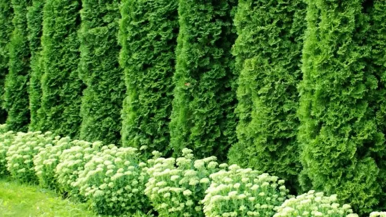 Секреты идеальной живой изгороди