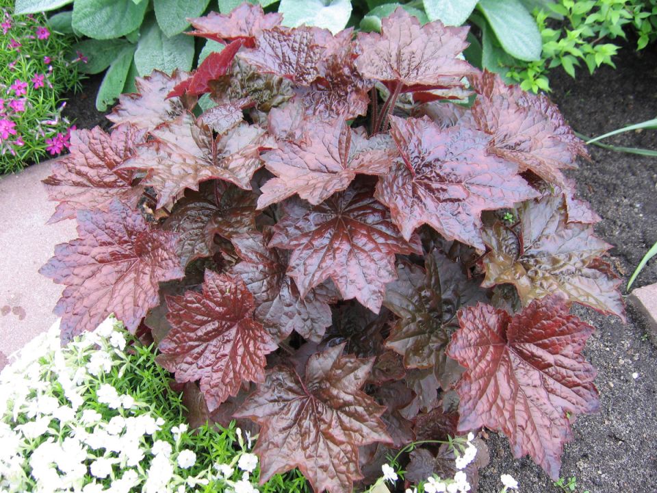 ��� ��������� ������� �� �����