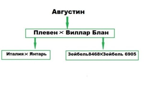 Тайны сорта Августин: что нужно знать о винограде