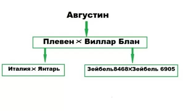 Тайны сорта Августин: что нужно знать о винограде