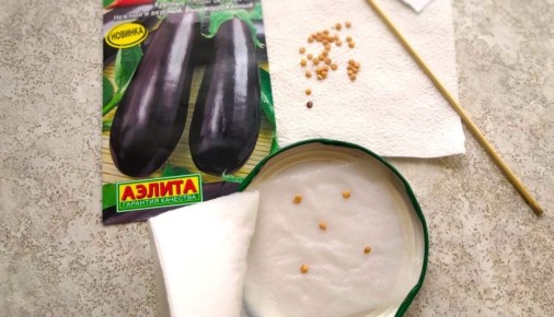 Как правильно подготовить семена баклажан к посеву: подробный гид