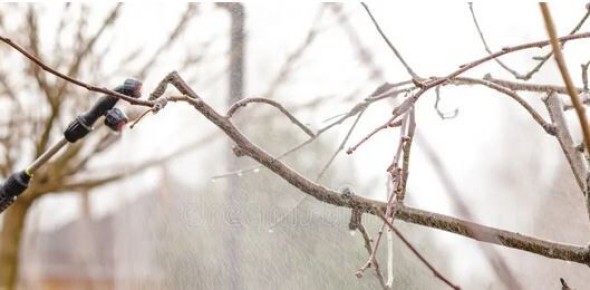 Советы по защите сада: как справиться с вредителями в холодном климате