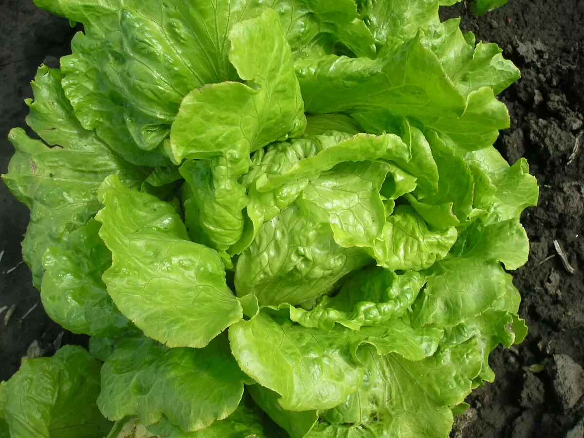 Тепло и плодородие: план действий для сада с 15 по 21 июня