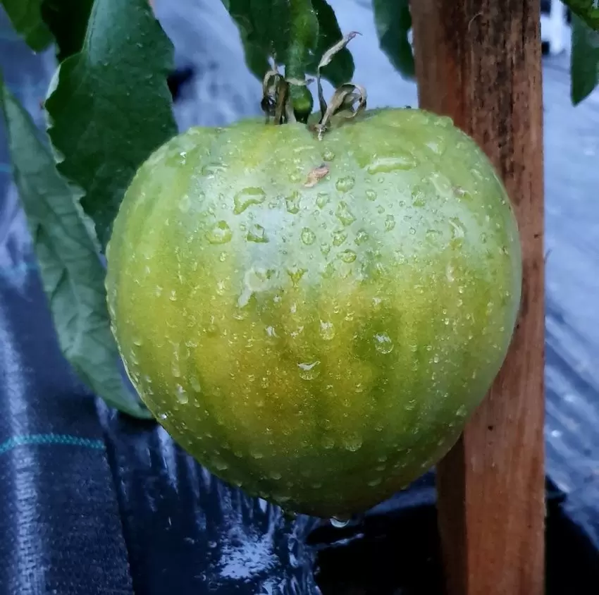 Томат зелёное сердце Рейнхарда: драгоценный зеленый сорт с сердцевидными плодами