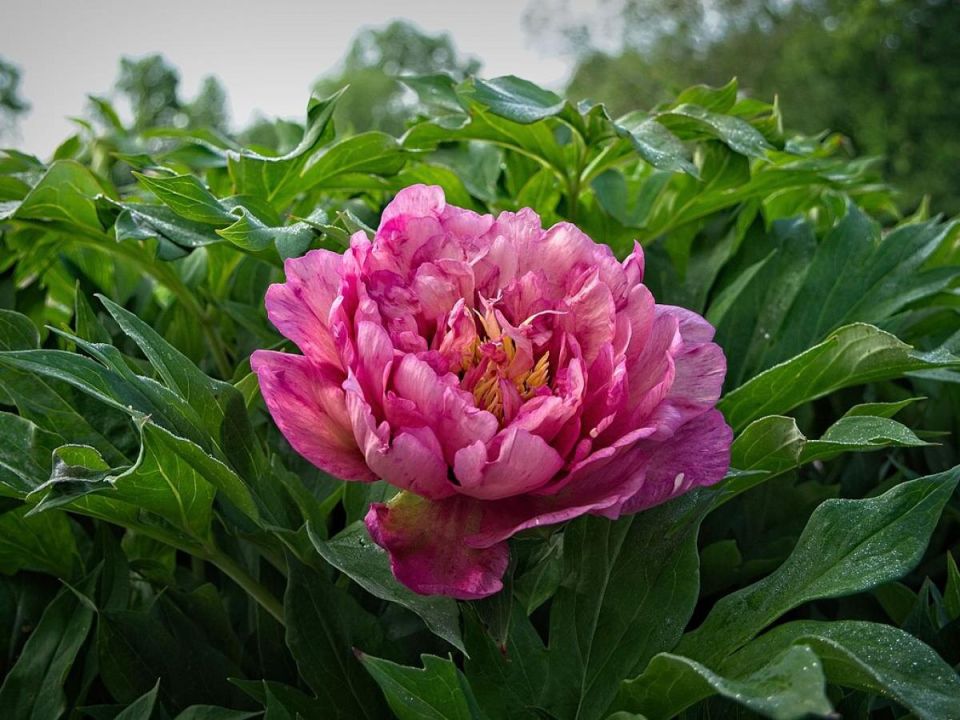 ��� ��������� ������� ������: ������������ ������ �� ���������