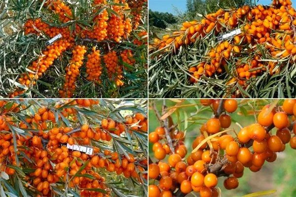 �������� ��� �������: ��������� ������� ��� ������ ����