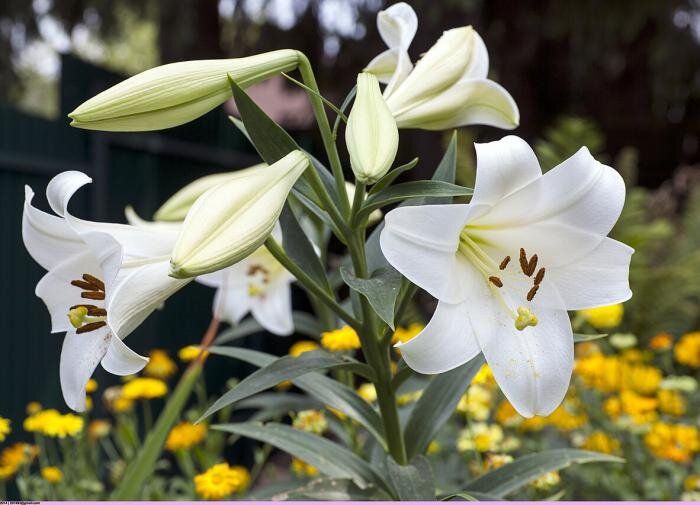 ������� ����������� �����: ��� �������� ������� �������� ������ ���