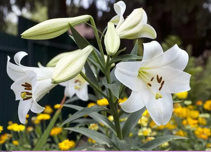 Секреты размножения лилий: как добиться пышного цветения каждый год