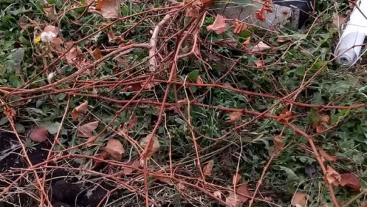 Как правильно укрыть виноград: секреты успешных дачников