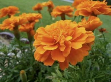 Эко-защита: Как соседи на грядках могут спасти ваш урожай от вредителей