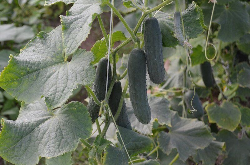 ��� ���������� � ��������� ������ �� �������: ����������� ������ ���������